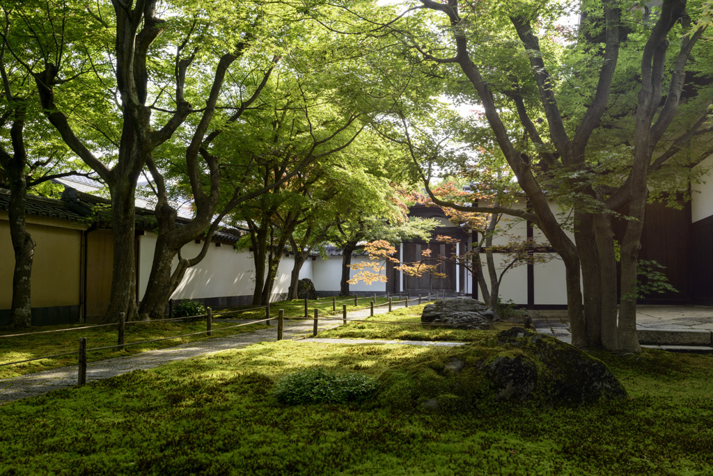 新緑シリーズ　黄梅院