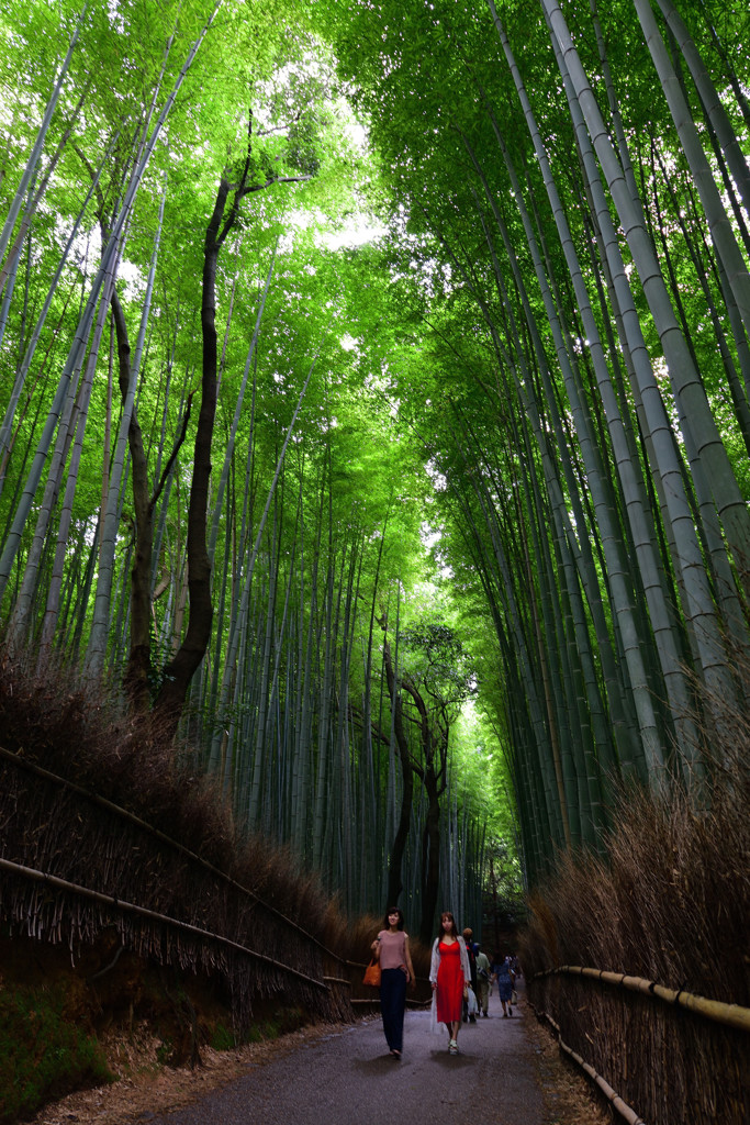 嵯峨野めぐり