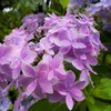 濡れる紫陽花