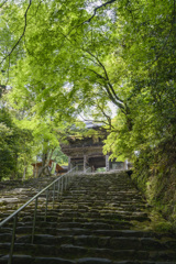 新緑シリーズ　神護寺