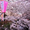 恋する春はさくら色