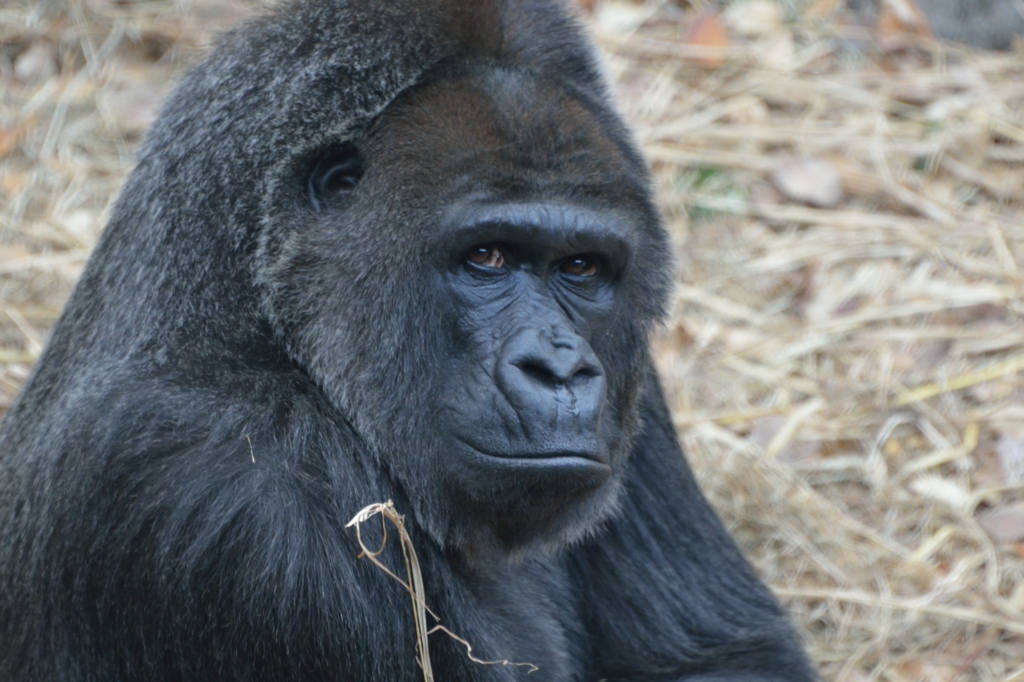 カメラ目線（親）