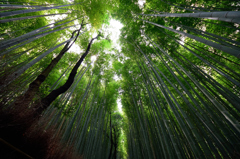 竹林