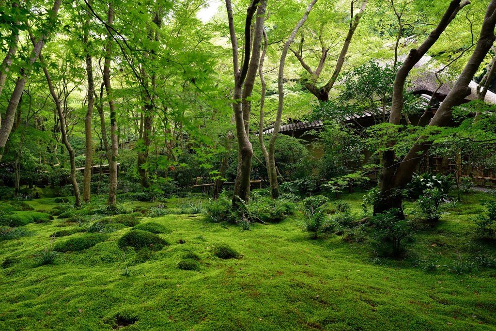 祇王寺