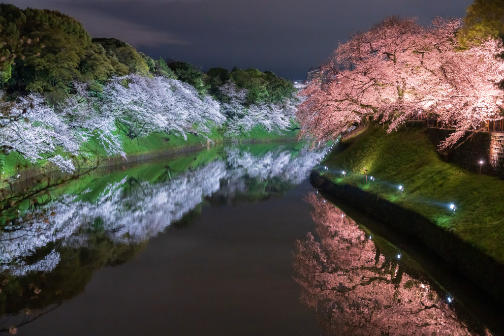 夜桜