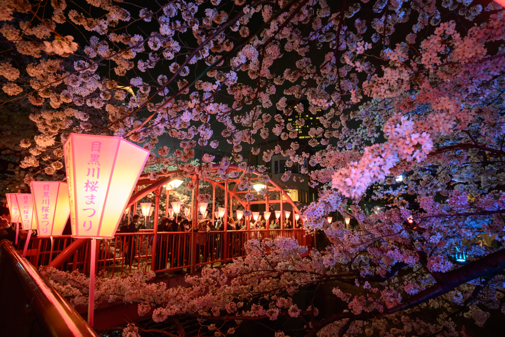 夜桜2