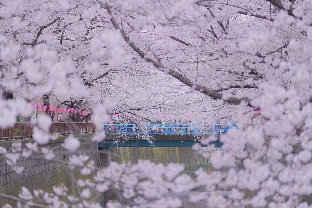 桜トンネル