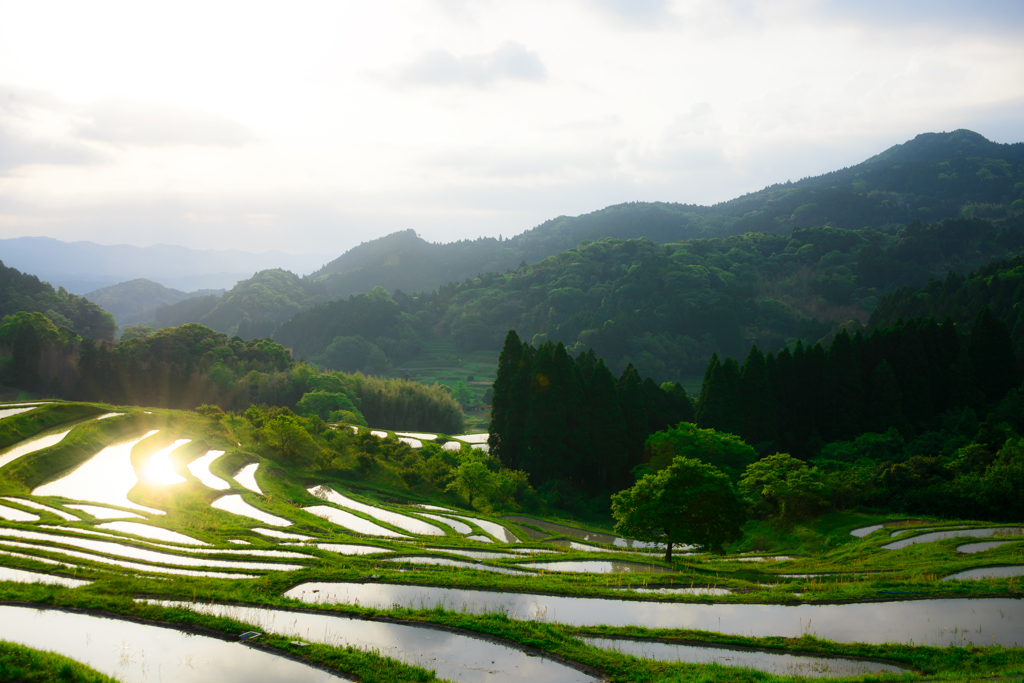 棚田の朝3