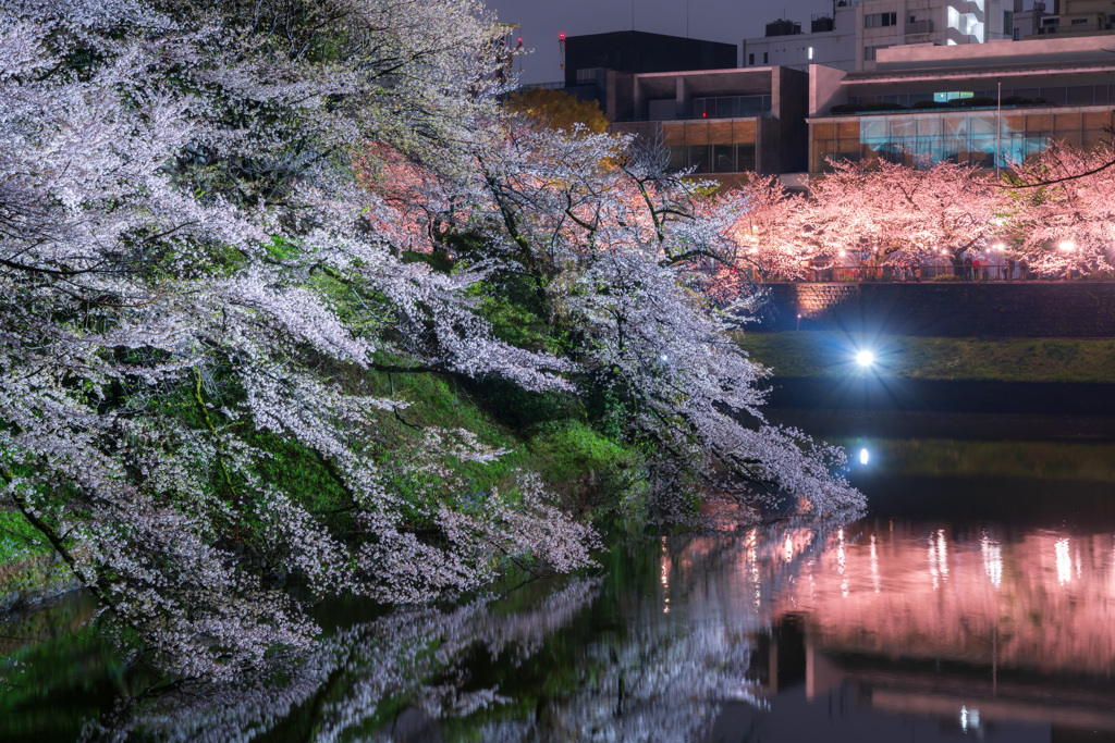 夜桜