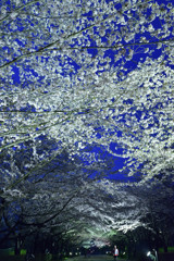 青い夜空に白桜