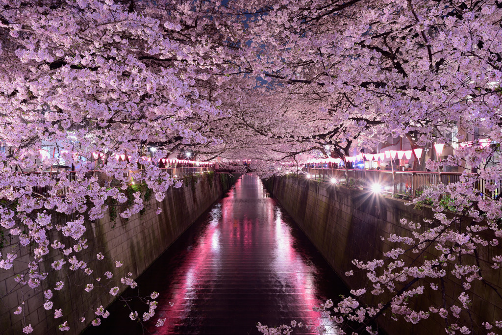 妖艶桜