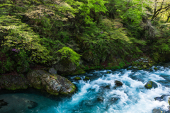 新緑と急流