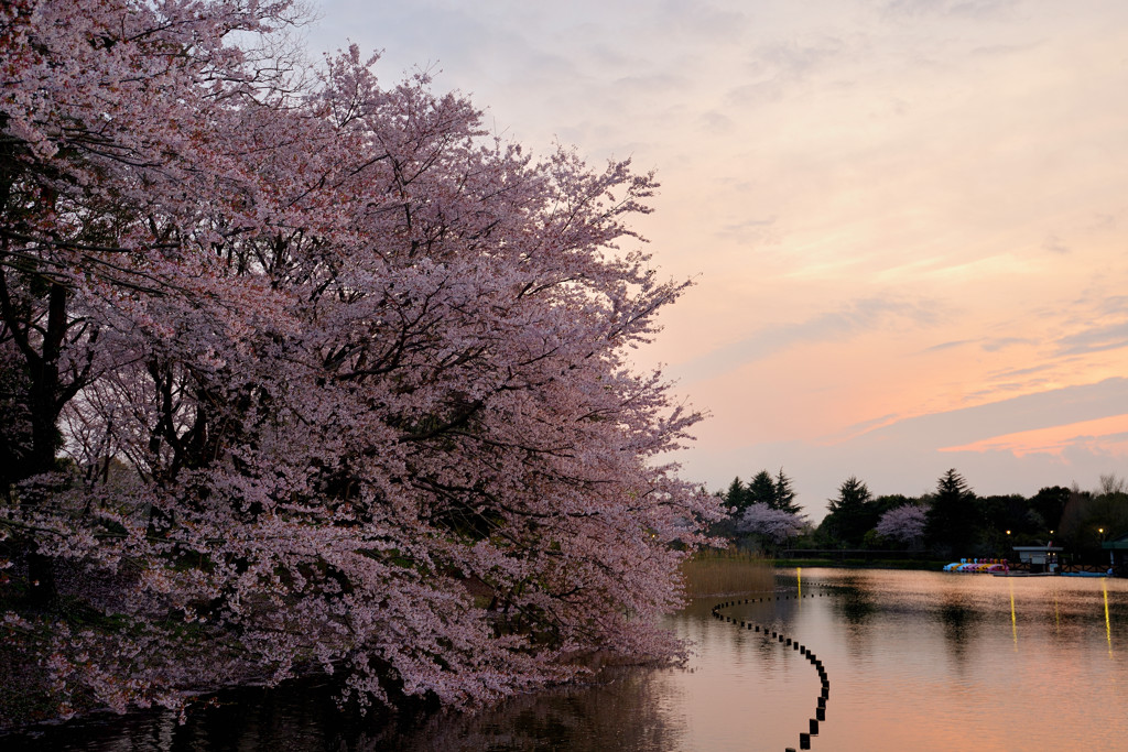 夕暮れに染まる