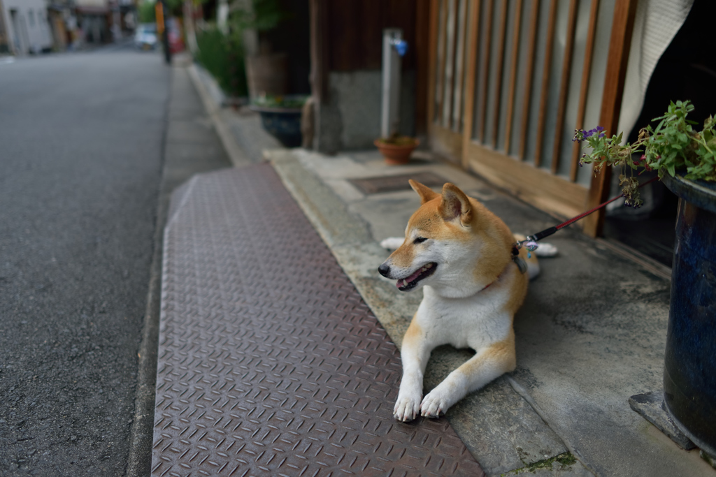 町屋の番犬