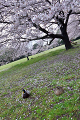 花見する鴨