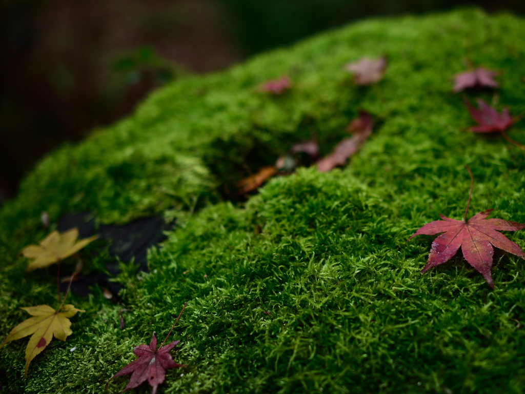 苔好き