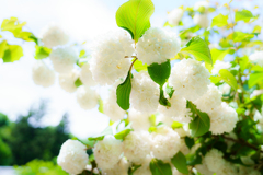 白花の輝き