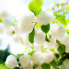 白花の輝き