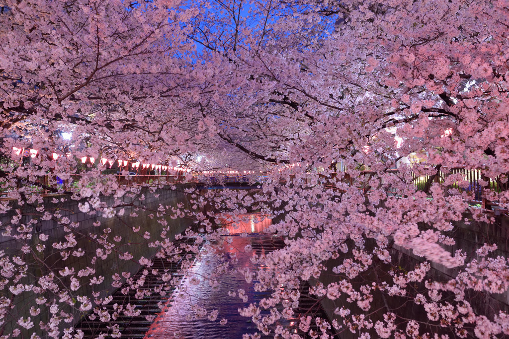 妖艶桜1