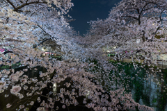 夜桜3