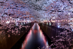 夜桜