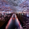 夜桜