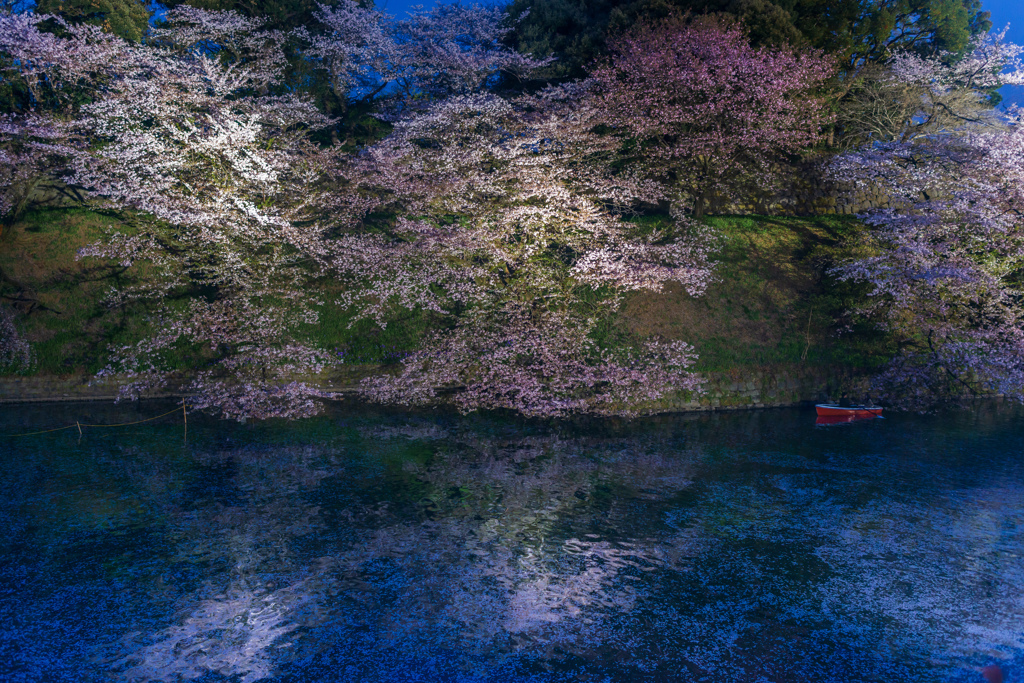 夜桜
