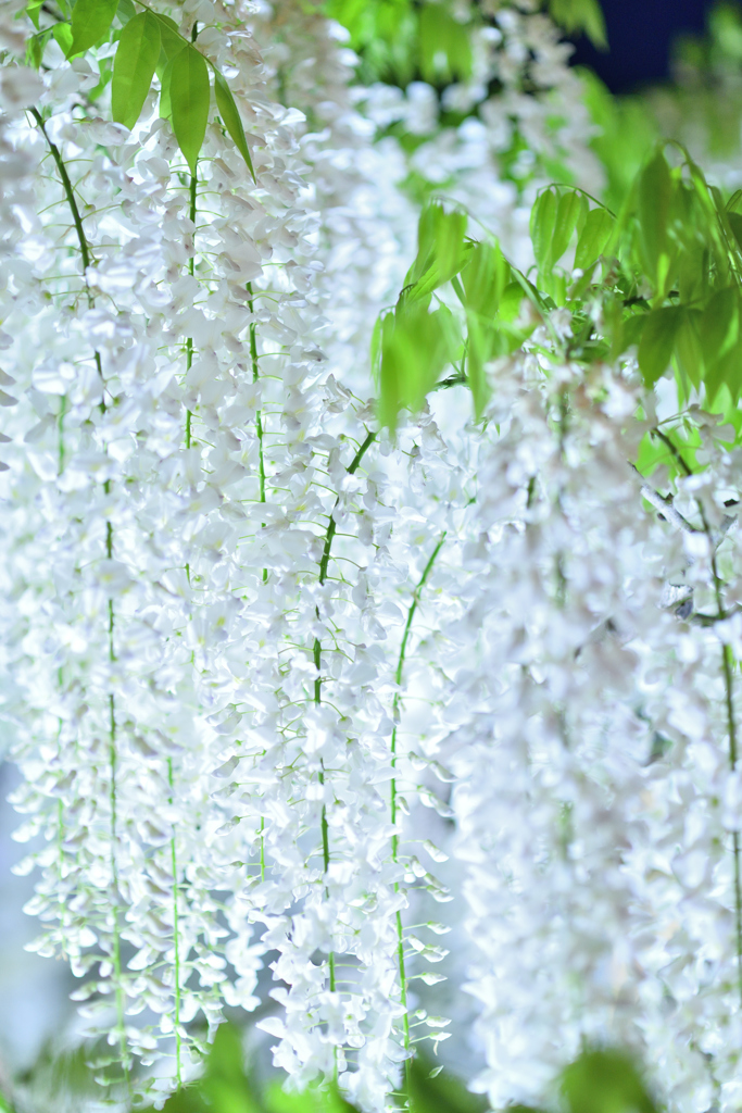 白藤