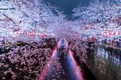 サイケ夜桜