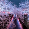 サイケ夜桜