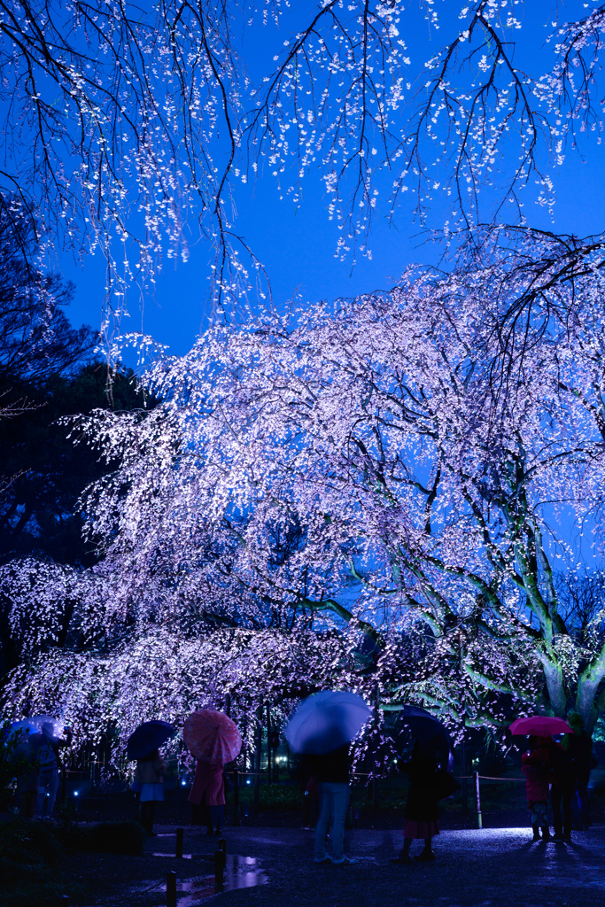 雨桜