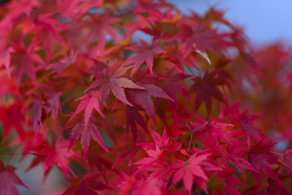 紅
