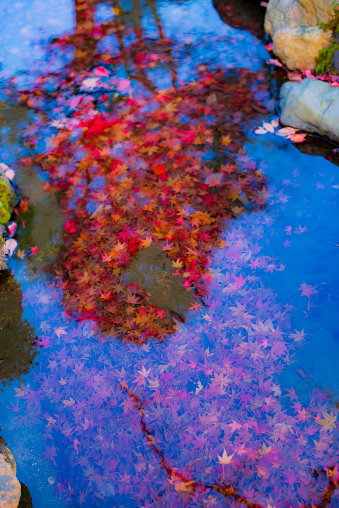 青い水　赤い紅葉