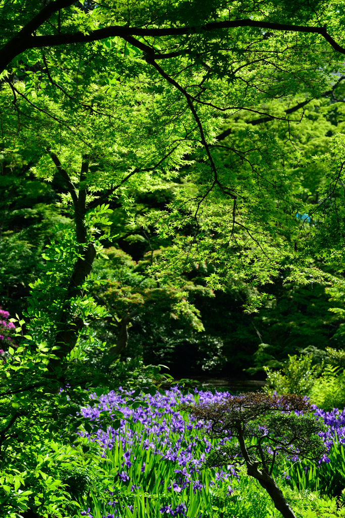 燕子花