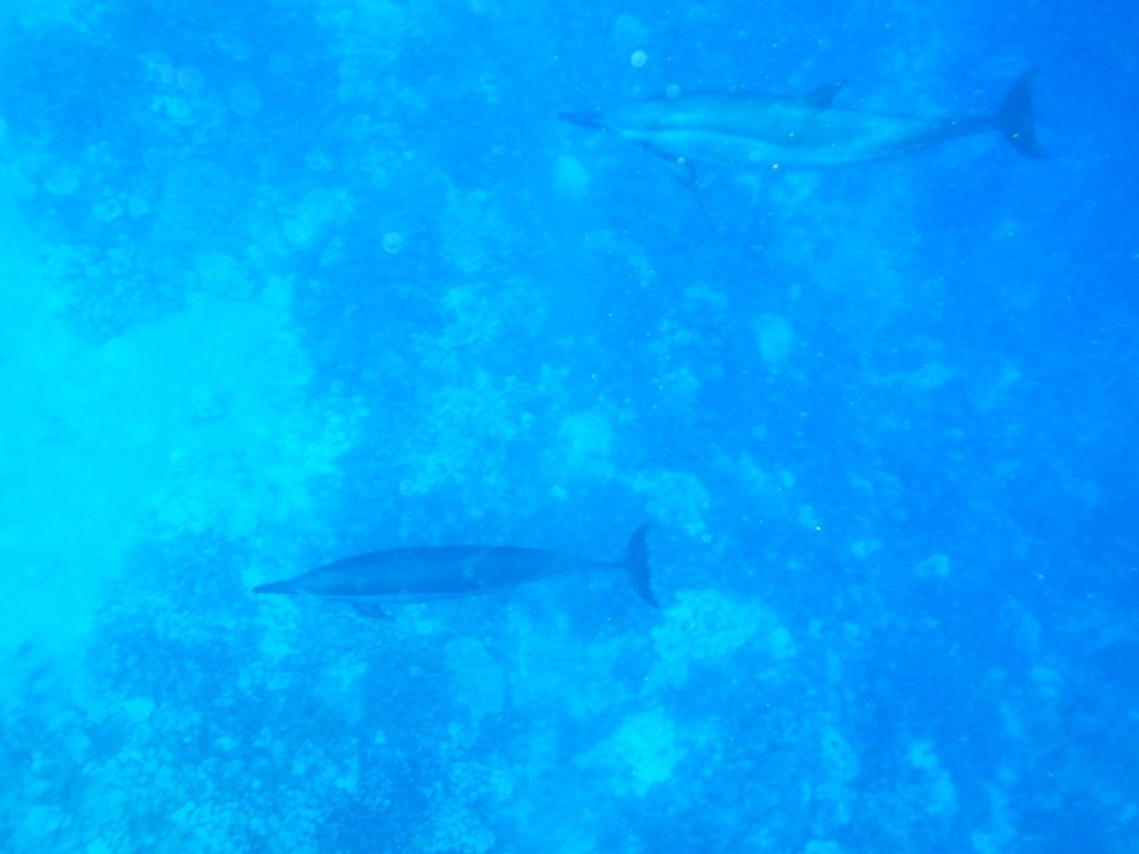 WGー30で水中イルカ撮影