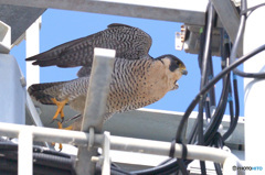 シベリアハヤブサの飛び出し②
