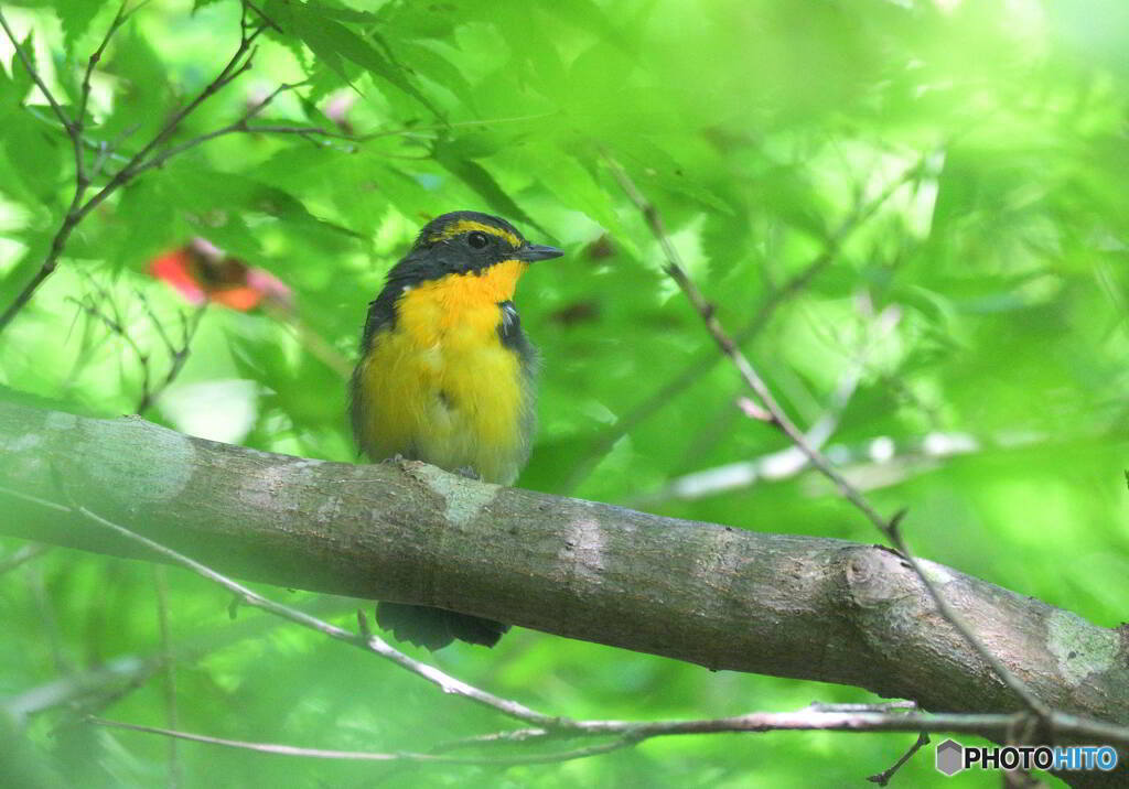 椛にキビタキ君