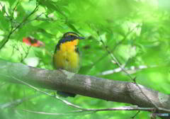 椛にキビタキ君