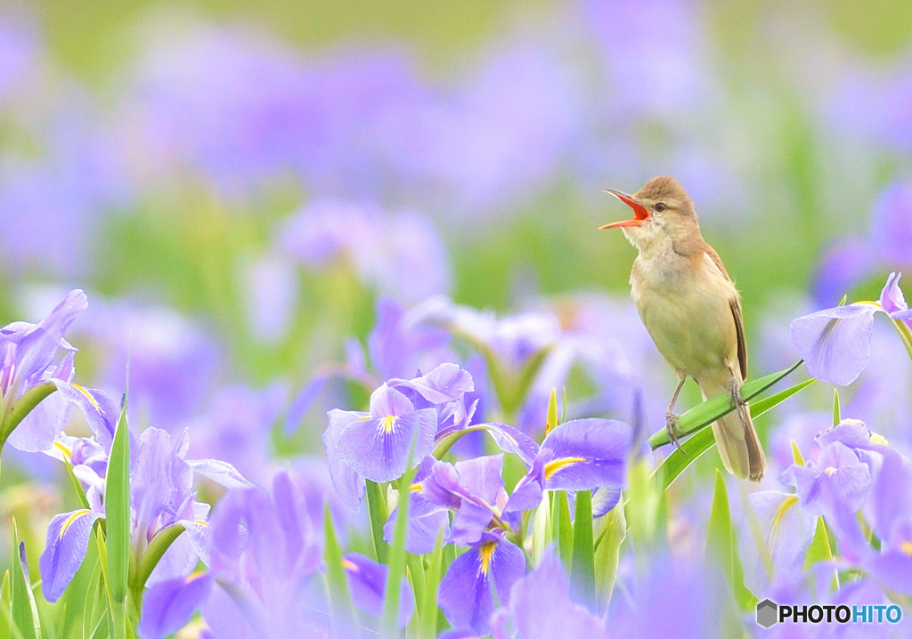 花菖蒲にオオヨシキリ㉖