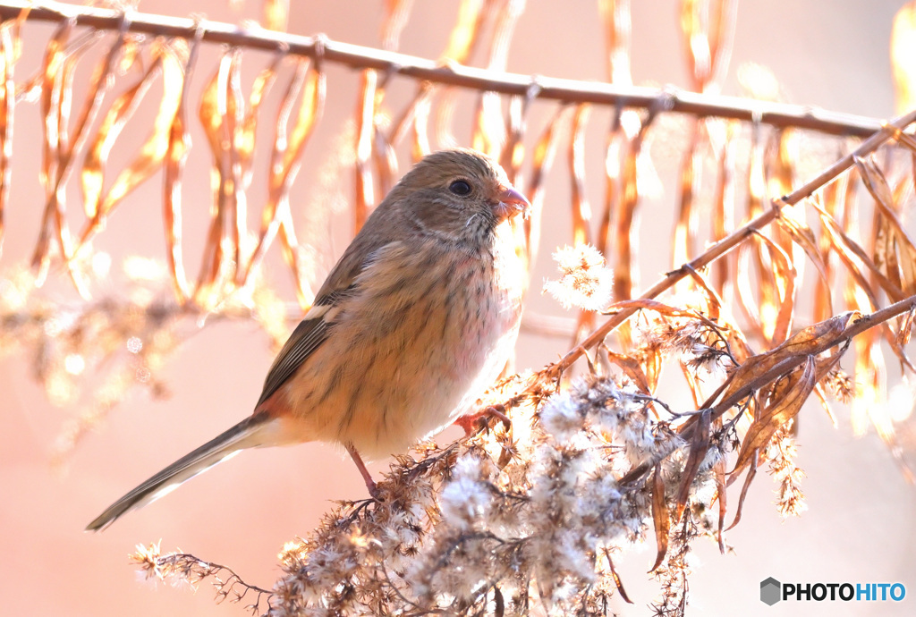 2月のベニマシコ③