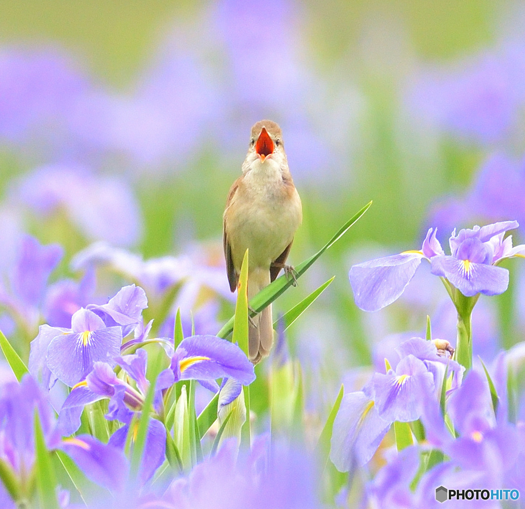 花菖蒲にオオヨシキリ㉛
