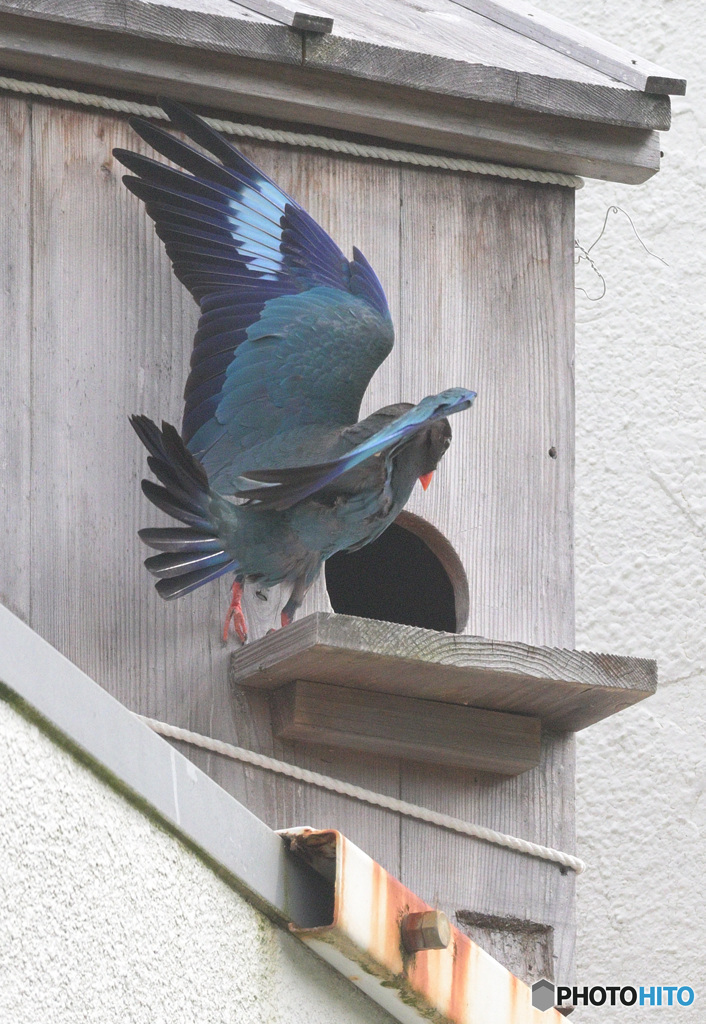 Z9でブッポウソウ⑤