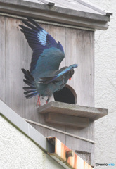 Z9でブッポウソウ⑤