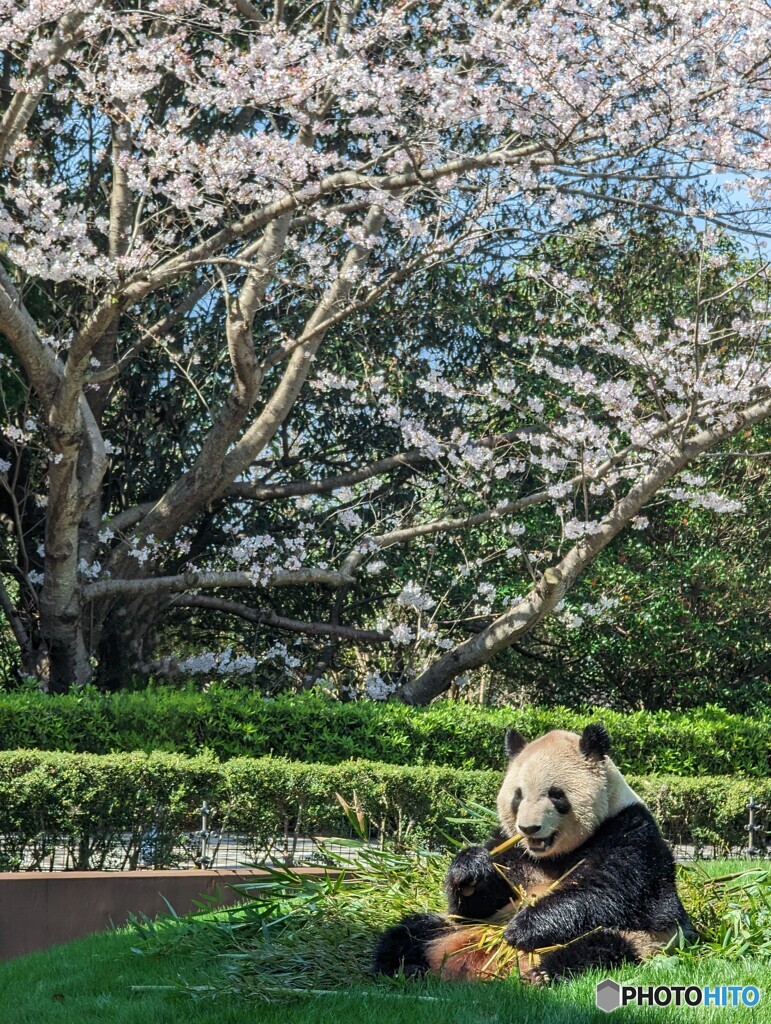 桜と彩浜