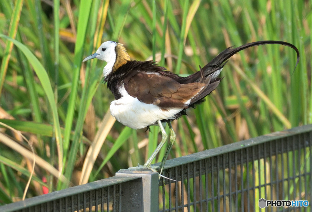 ブルブルレンカクさん
