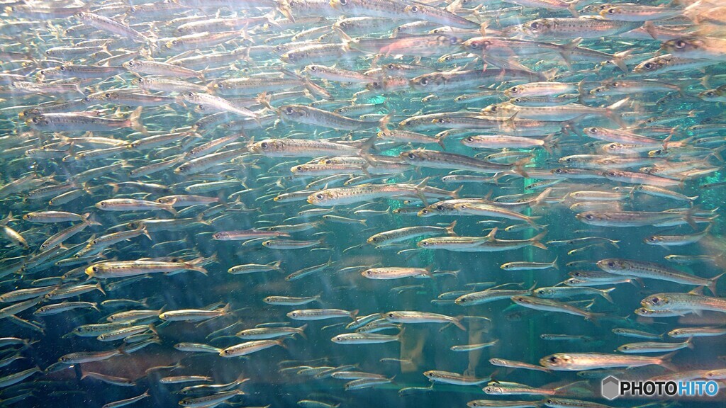鰯たち