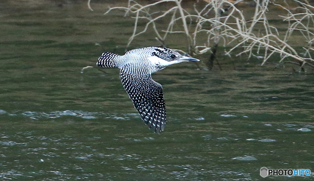 ヤマセミさん（在庫）
