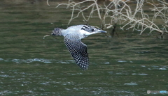 ヤマセミさん（在庫）