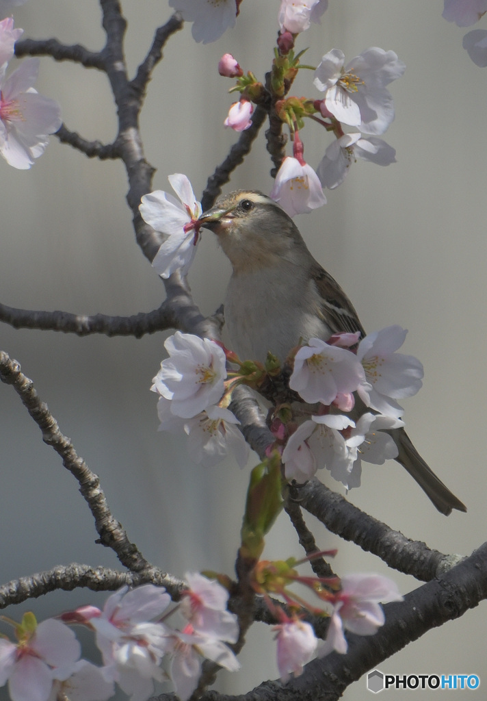 桜にニュウナイスズメ⑩