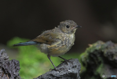 ルリビタキ幼鳥